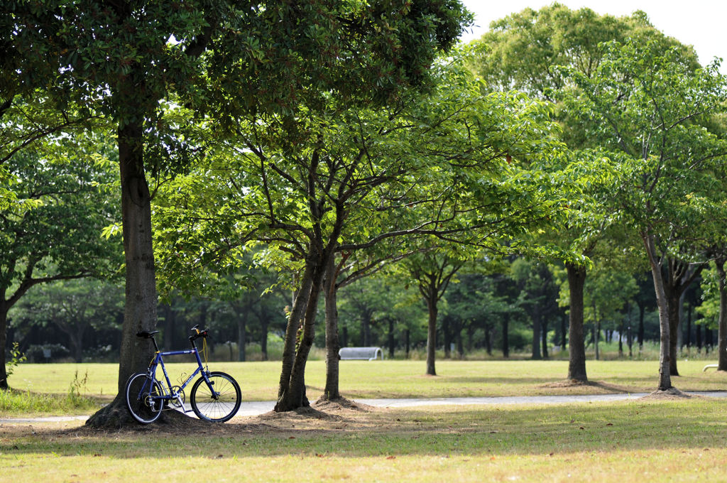 朝の公園