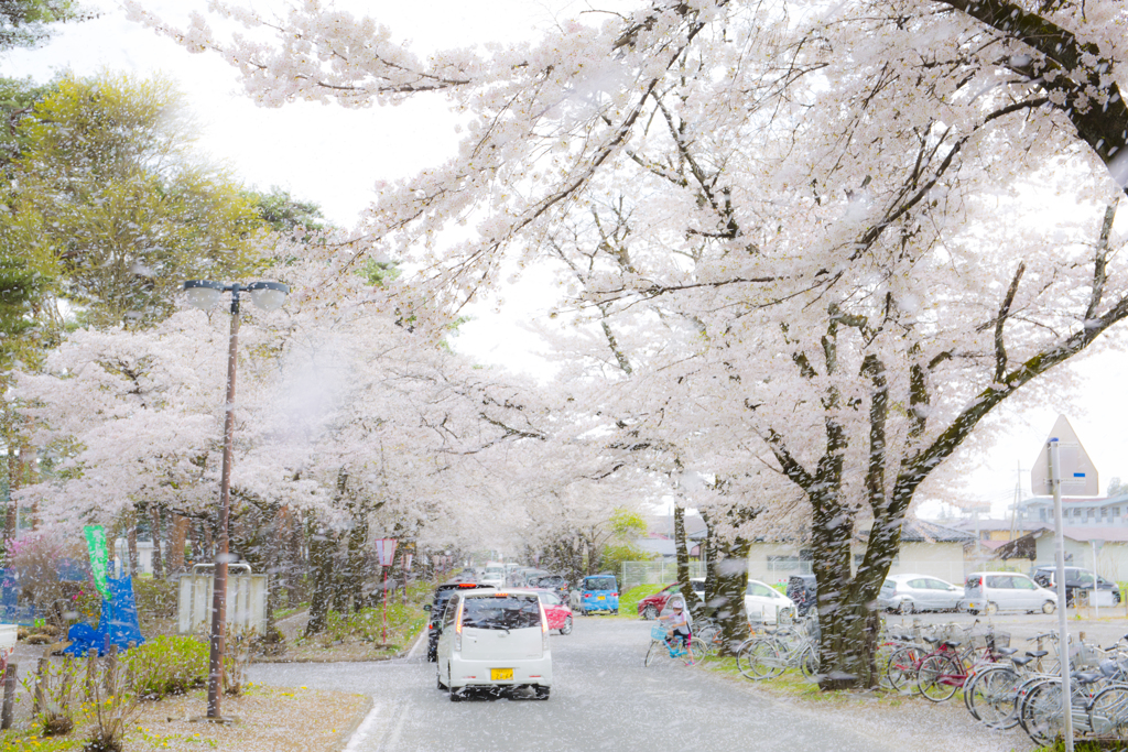 桜吹雪