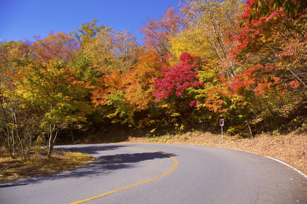 Momiji Road