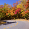 Momiji Road