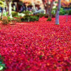 圓光寺の秋