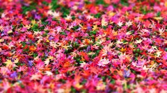 圓光寺の秋