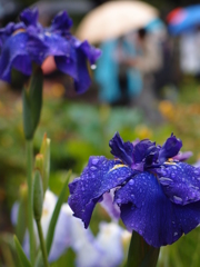 菖蒲