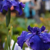 菖蒲