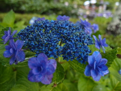 紫陽花