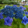 紫陽花