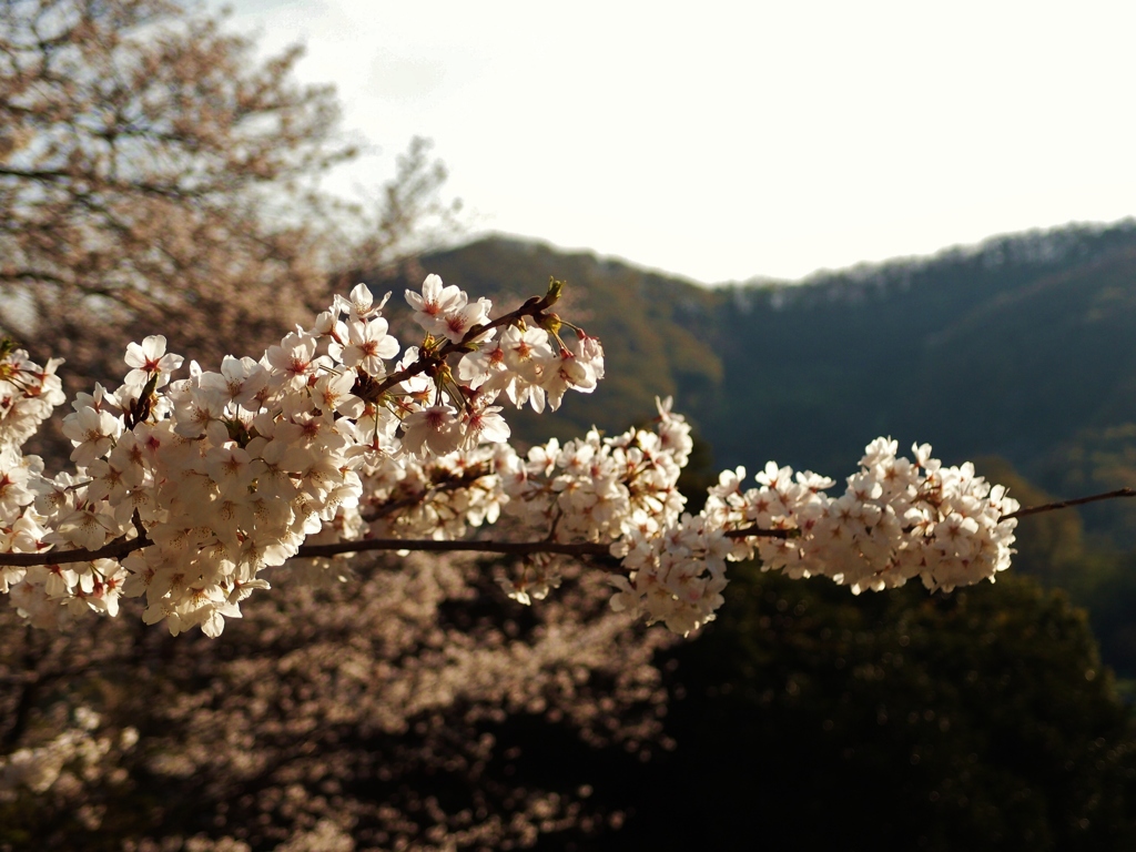 山と桜