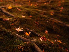 苔上の紅葉