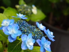 紫陽花