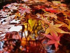 みなもに浮かぶ紅葉