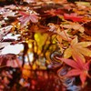 みなもに浮かぶ紅葉