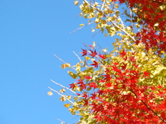 銀杏と紅葉と