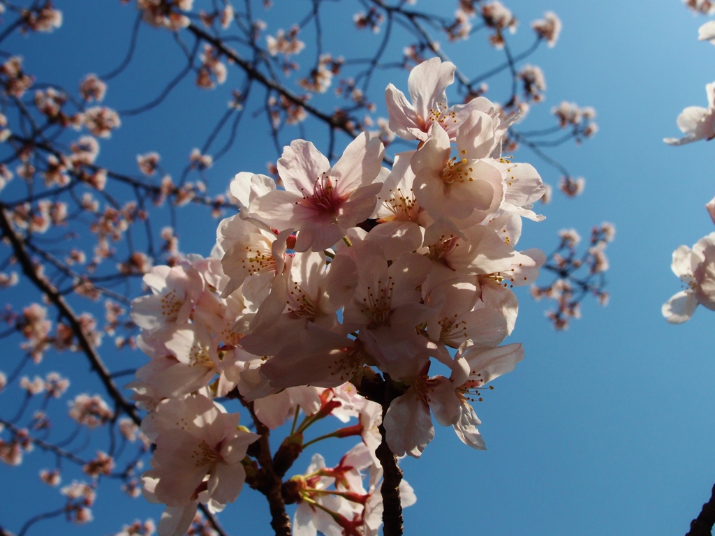 桜