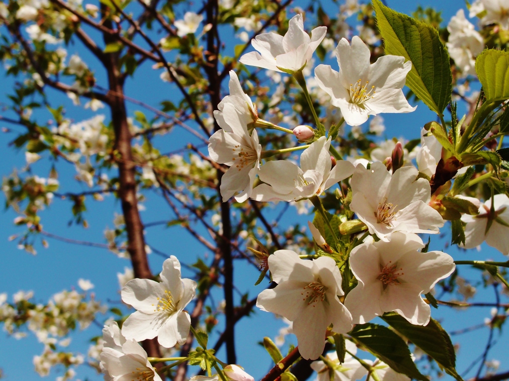 大島桜