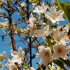 大島桜