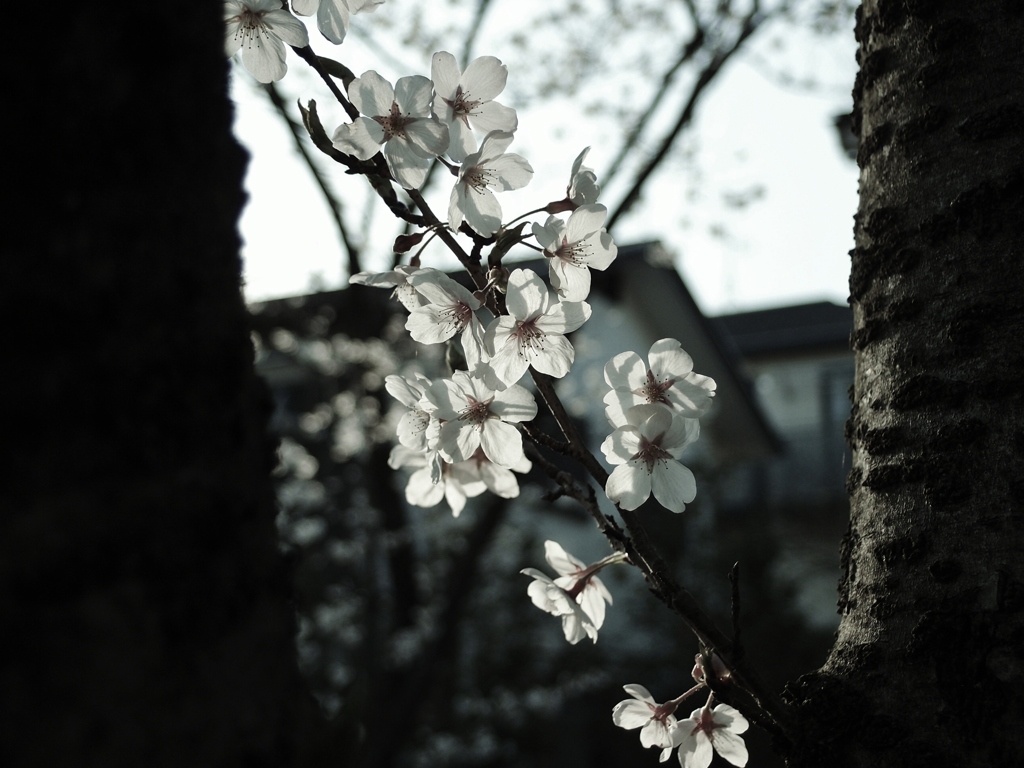 桜