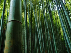 竹の庭