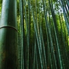 竹の庭
