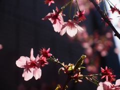 おかめ桜