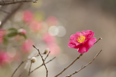 山茶花のお出迎え