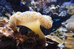 美ら海水族館にて