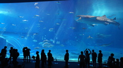 美ら海水族館　大水槽