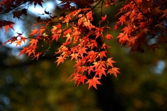 DSC_0046nx2
