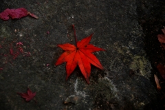 DSC_0040nx2