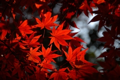 DSC_0039nx2