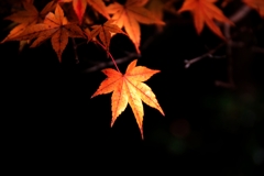 DSC_0064nx2