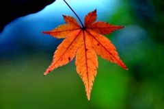 2011.12.04 紅葉 (7)