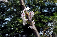 桜2