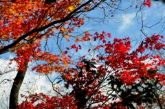2011.12.04 紅葉 (12)