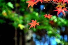 2011.12.04 紅葉 (5)