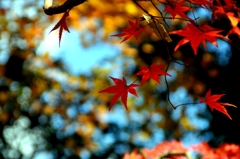 2011.12.04 紅葉 (10)