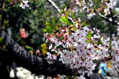 桜１