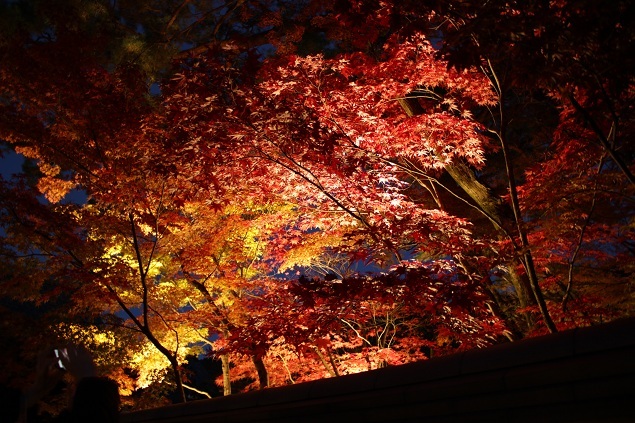 紅葉　～永観堂～