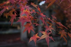 紅葉　～もみじ～