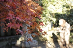 紅葉　～もみじ～