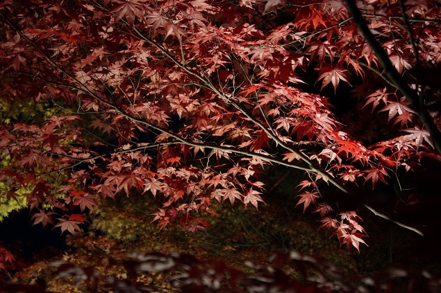 紅葉　～永観堂～