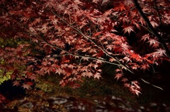 紅葉　～永観堂～