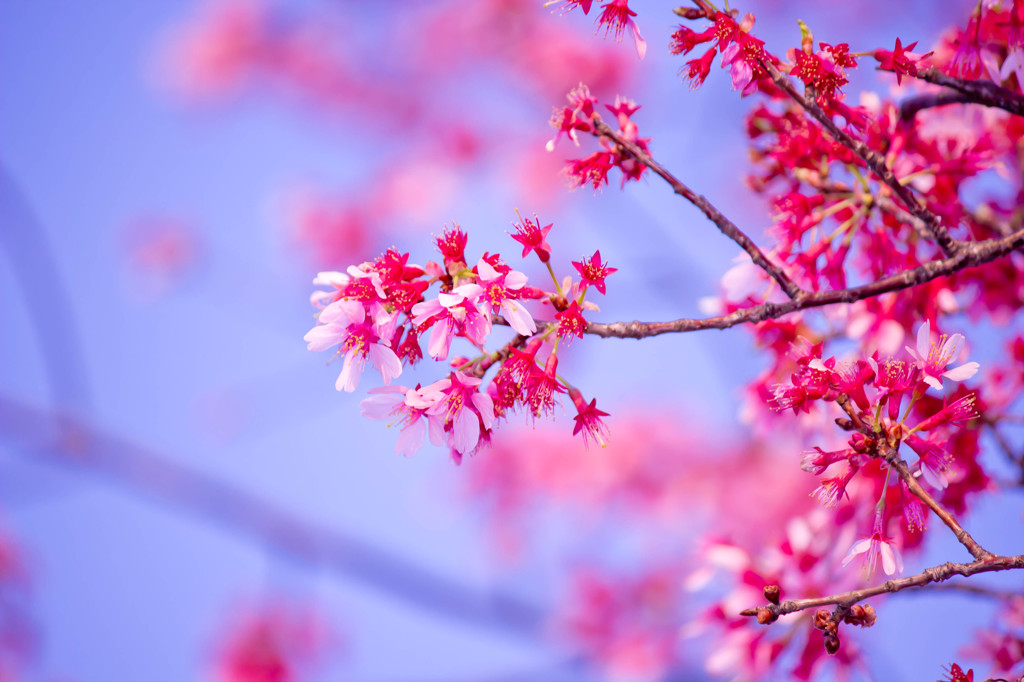 桜