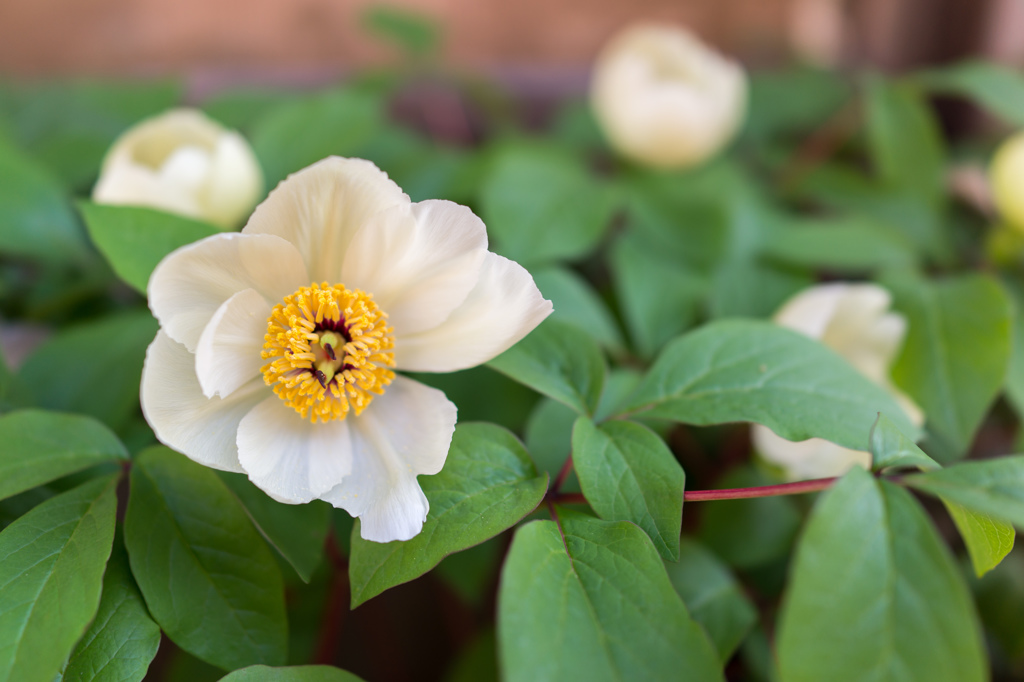 春の花