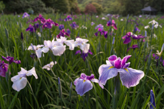 花菖蒲園