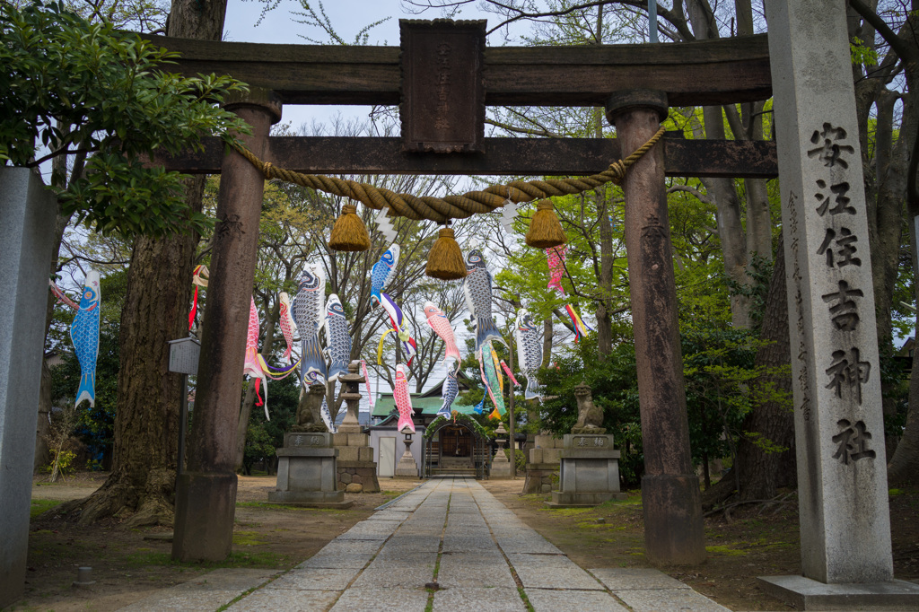 神社の鯉のぼり
