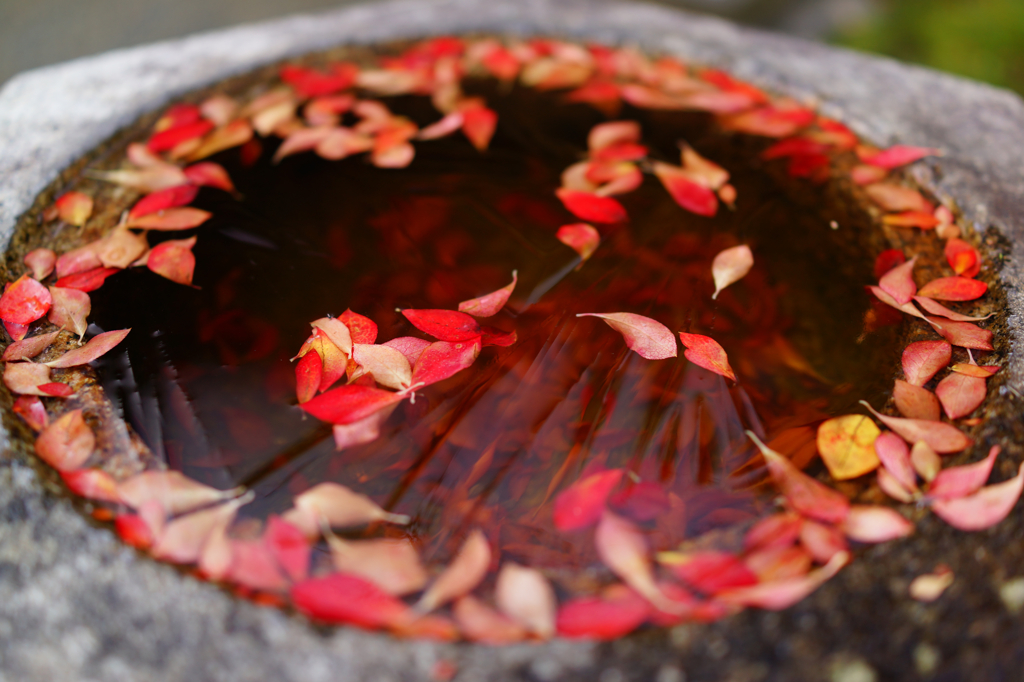 薄氷と紅葉