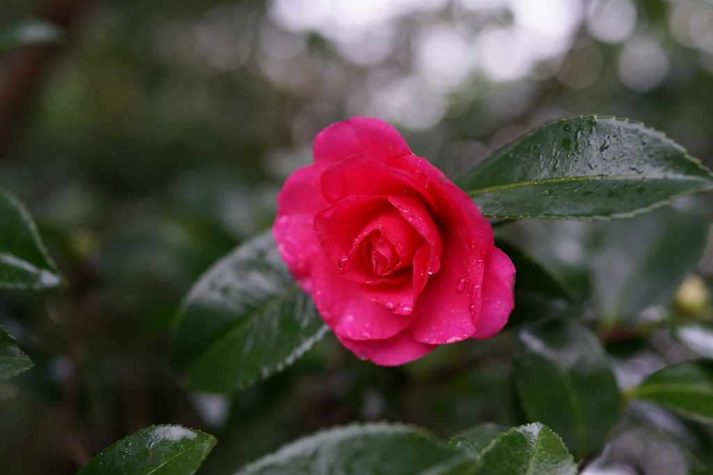 山茶花