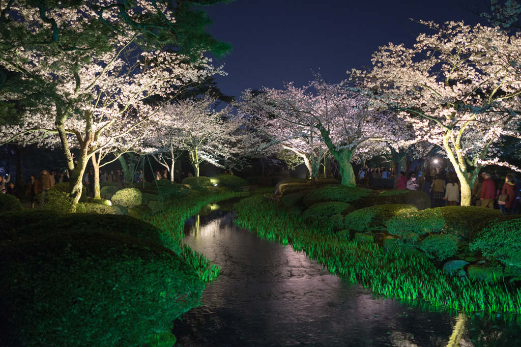 観桜ライトアップ