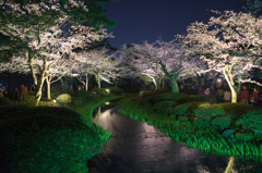観桜ライトアップ