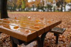 雨の公園